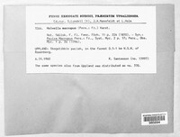 Helvella macropus image